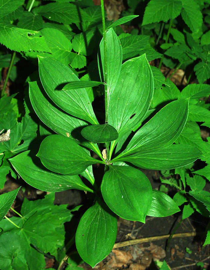 Image of Lilium martagon specimen.