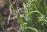 Poa subspecies vivipara