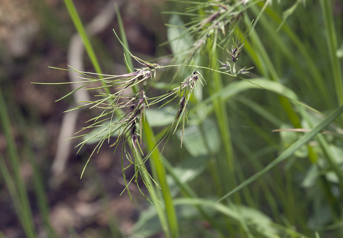 Изображение особи Poa bulbosa ssp. vivipara.