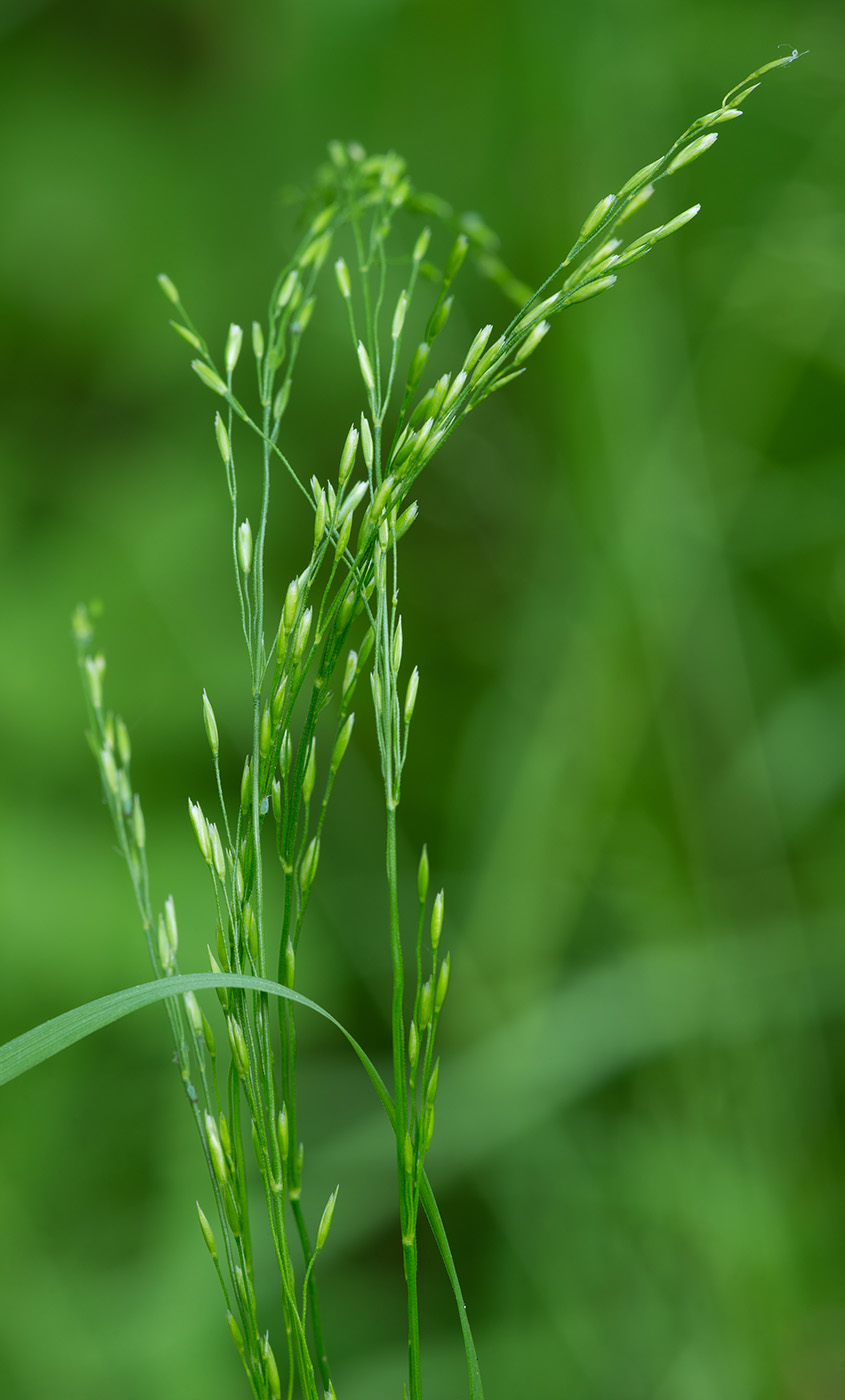 Изображение особи Poa palustris.