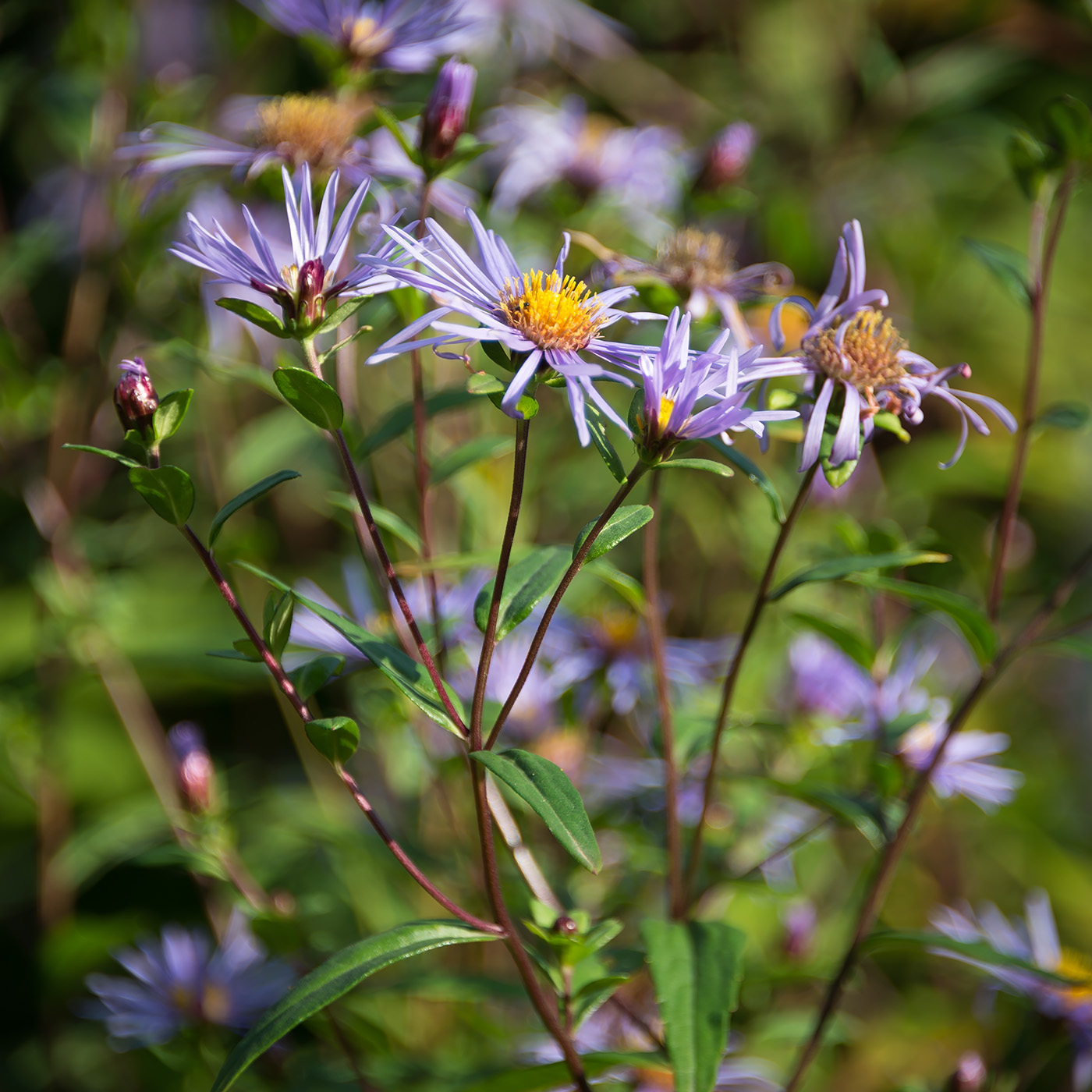 Image of Aster maackii specimen.