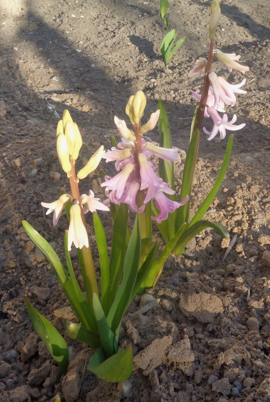 Image of Hyacinthus orientalis specimen.