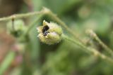 Spergula arvensis. Раскрывшийся плод с семенами. Испания, автономное сообщество Каталония, провинция Жирона, комарка Баш Эмпорда, муниципалитет Паламос, недавно созданная на месте бывшей пашни рекреационная зона вдоль берега реки. 07.05.2019.