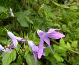 Campanula abietina. Цветок. Украина, Закарпатская обл., Тячевский р-н, с. Усть-Черная, подъем на г. Климова. 23.06.2010.