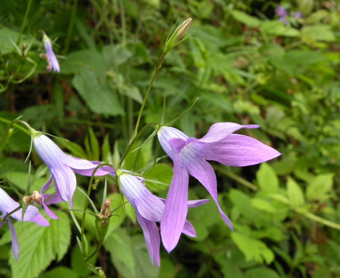 Изображение особи Campanula abietina.