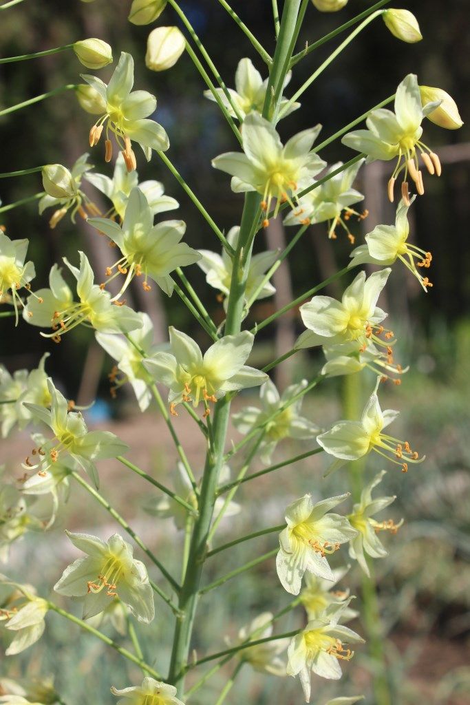 Изображение особи Eremurus suworowii.