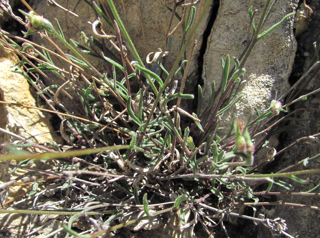 Image of Campanula daghestanica specimen.