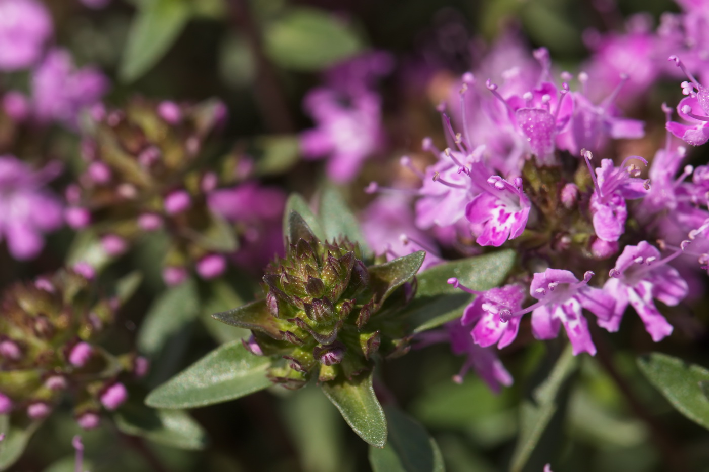 Изображение особи Thymus seravschanicus.