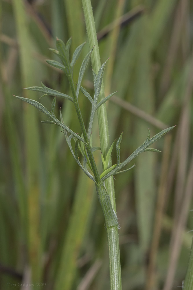 Image of Daucus carota specimen.