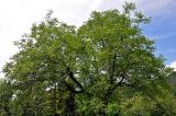 Juglans regia. Крона плодоносящего дерева. Сербия, долина р. Дрина, окр. дер. Перучац. 09.07.2019.