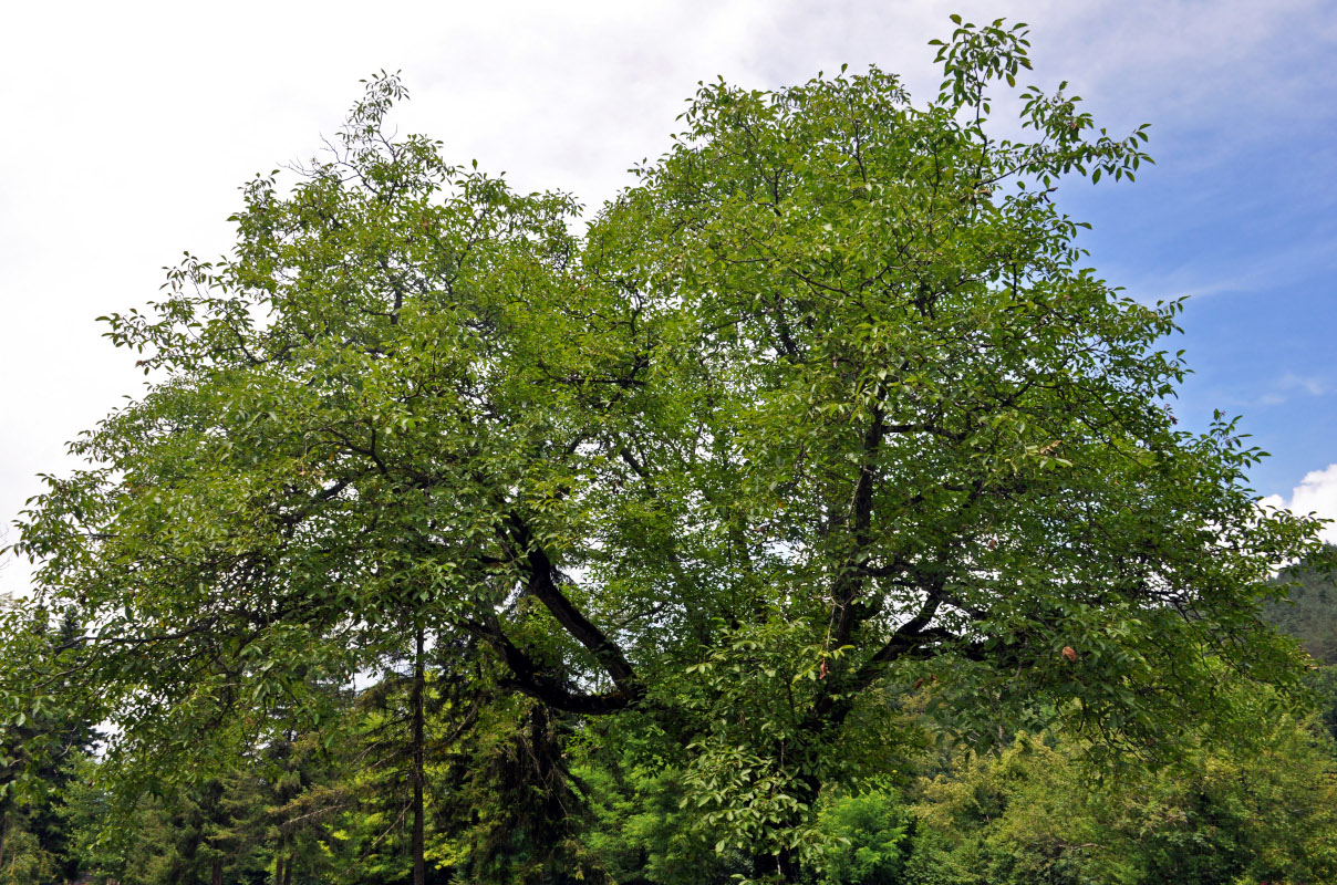 Image of Juglans regia specimen.