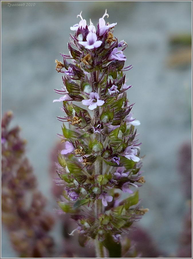 Изображение особи Thymus ovatus.