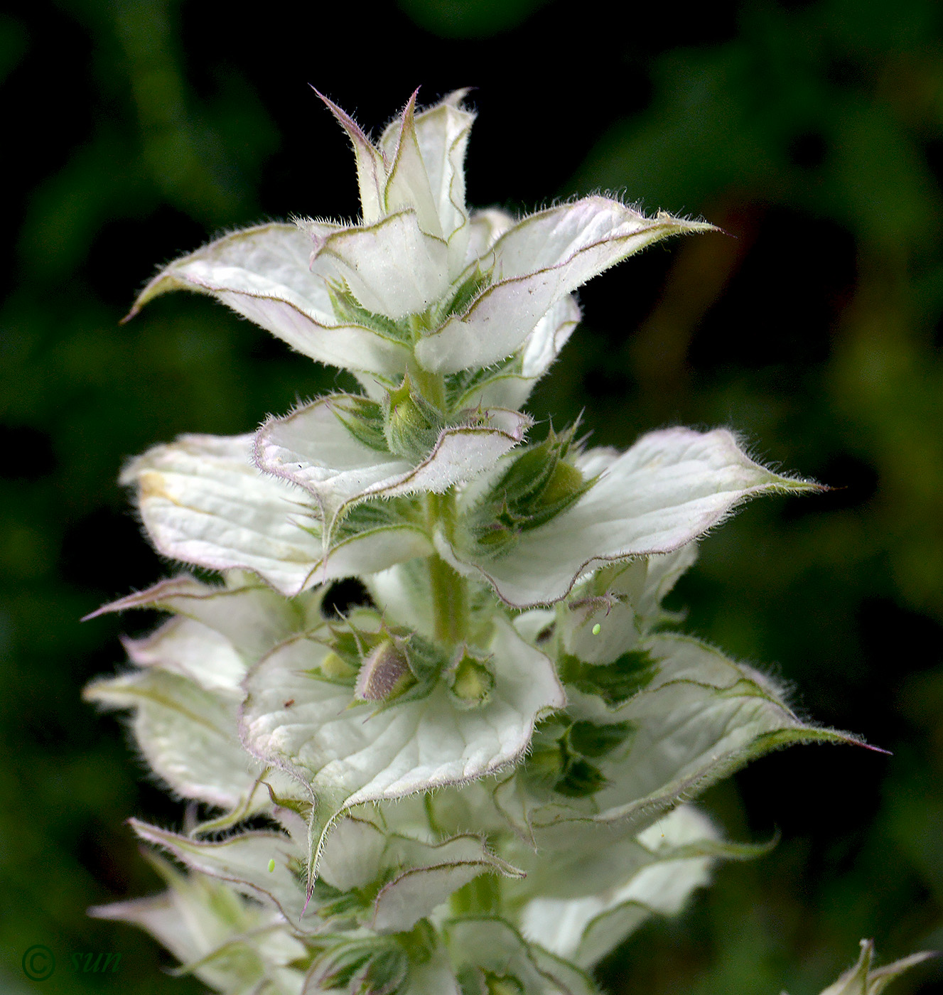 Изображение особи Salvia sclarea.