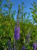 Veronica longifolia. Соцветия. Чувашия, окр. г. Шумерля, дер. Подборное. 8 июня 2008 г.
