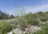 Agropyron pinifolium. Отцветшее растение. Краснодарский край, м/о г. Новороссийск, окр. пос. Верхнебаканский, гора Раевская, горная степь, щебнистая осыпь. 18.05.2019.