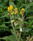 Tephroseris palustris. Верхушка побега с соцветиями и соплодиями. Челябинская обл., Чебаркульский р-н, берег оз. Большой Кисегач, у воды. 07.08.2019.