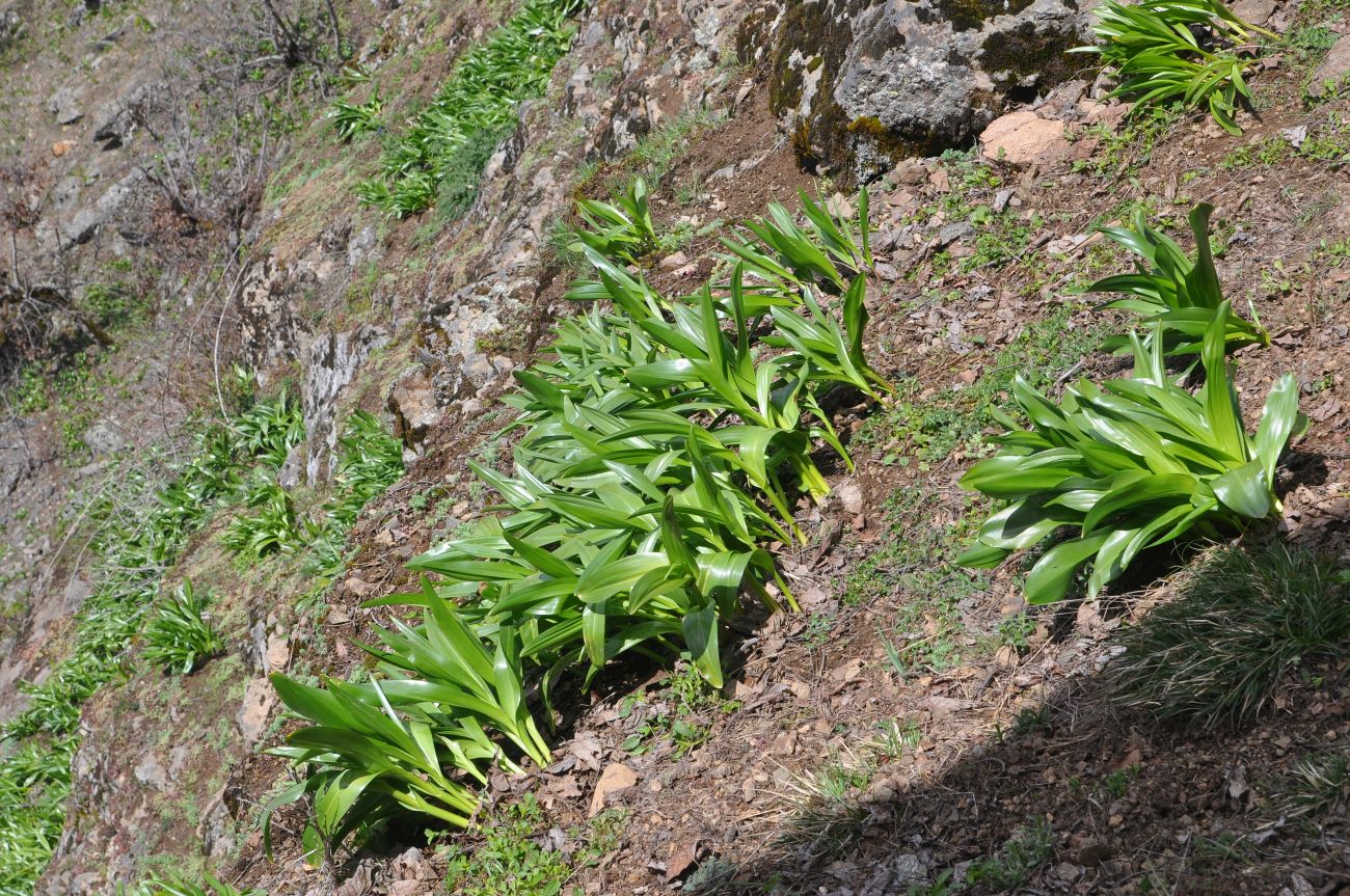Image of Colchicum speciosum specimen.