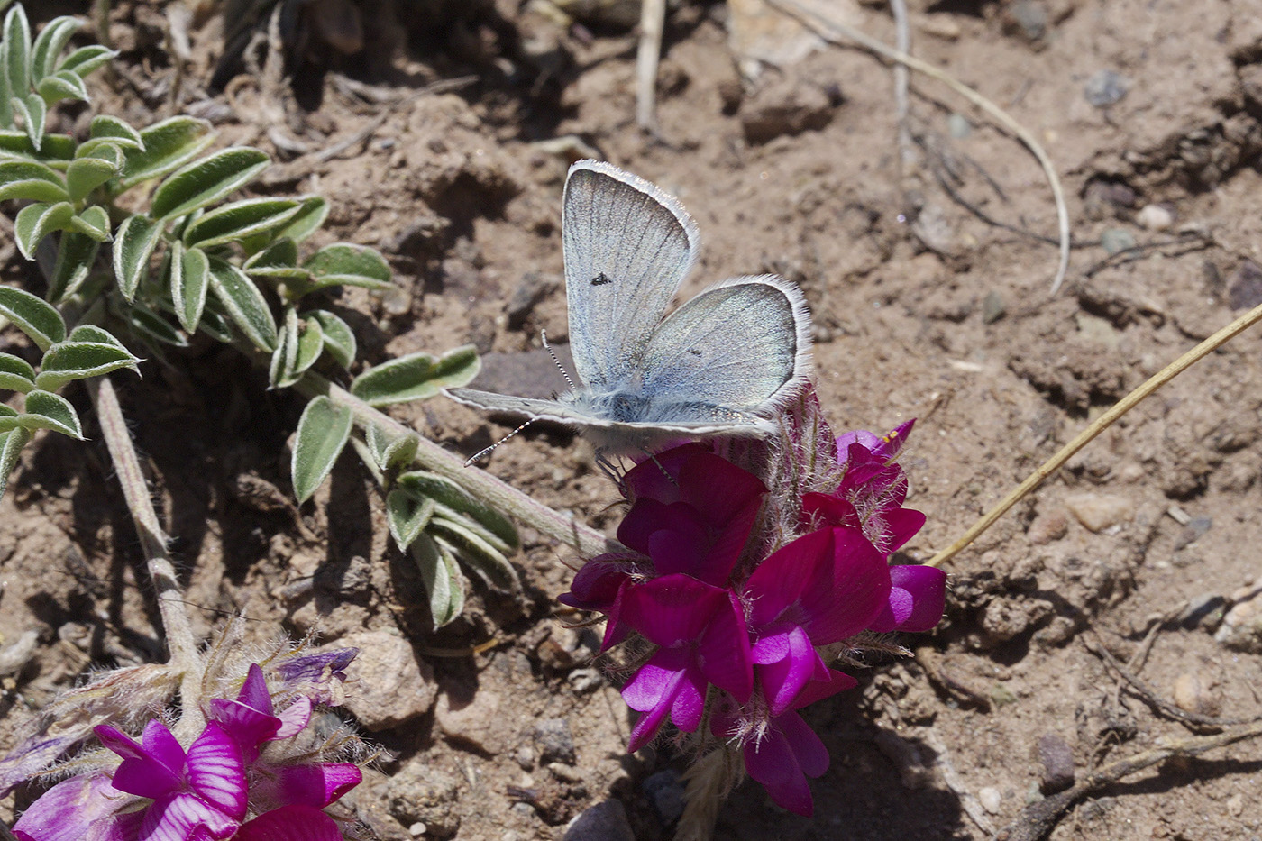 Image of Hedysarum minjanense specimen.