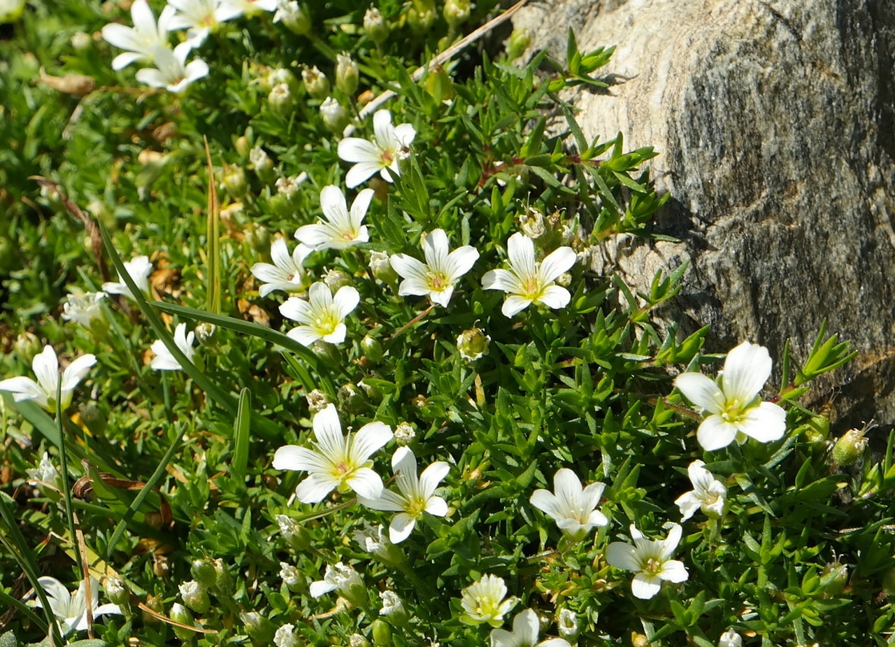 Image of Minuartia imbricata specimen.