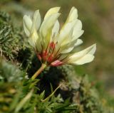 Trifolium polyphyllum