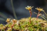 Saxifraga moschata. Цветущие растения. Краснодарский край, Мостовский р-н, окр. пос. Узловой, ю.-в. склон горы Асбестная, скальный выступ. 15.06.2019.