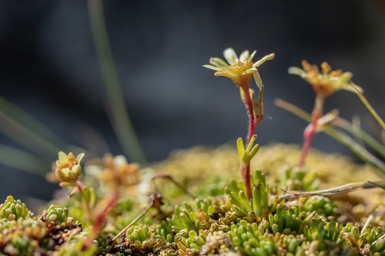 Image of Saxifraga moschata specimen.