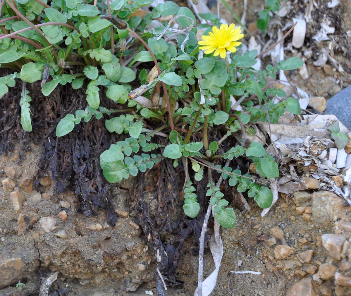 Изображение особи Taraxacum aphrogenes.