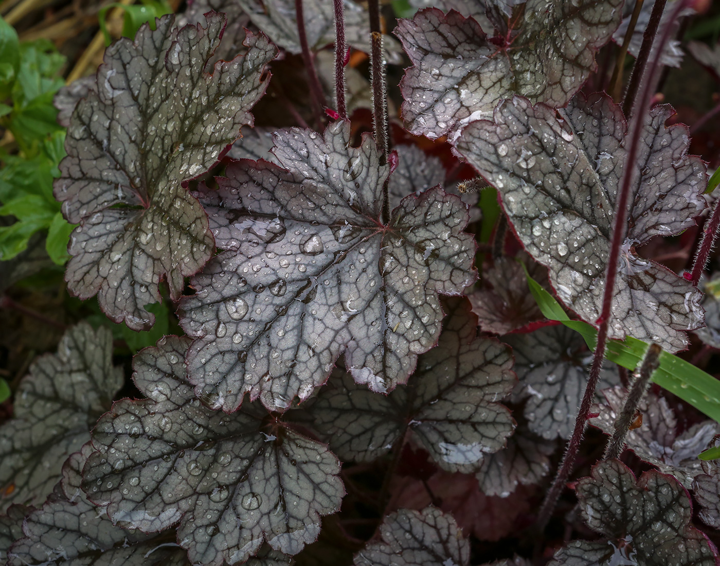 Image of Heuchera &times; hybrida specimen.