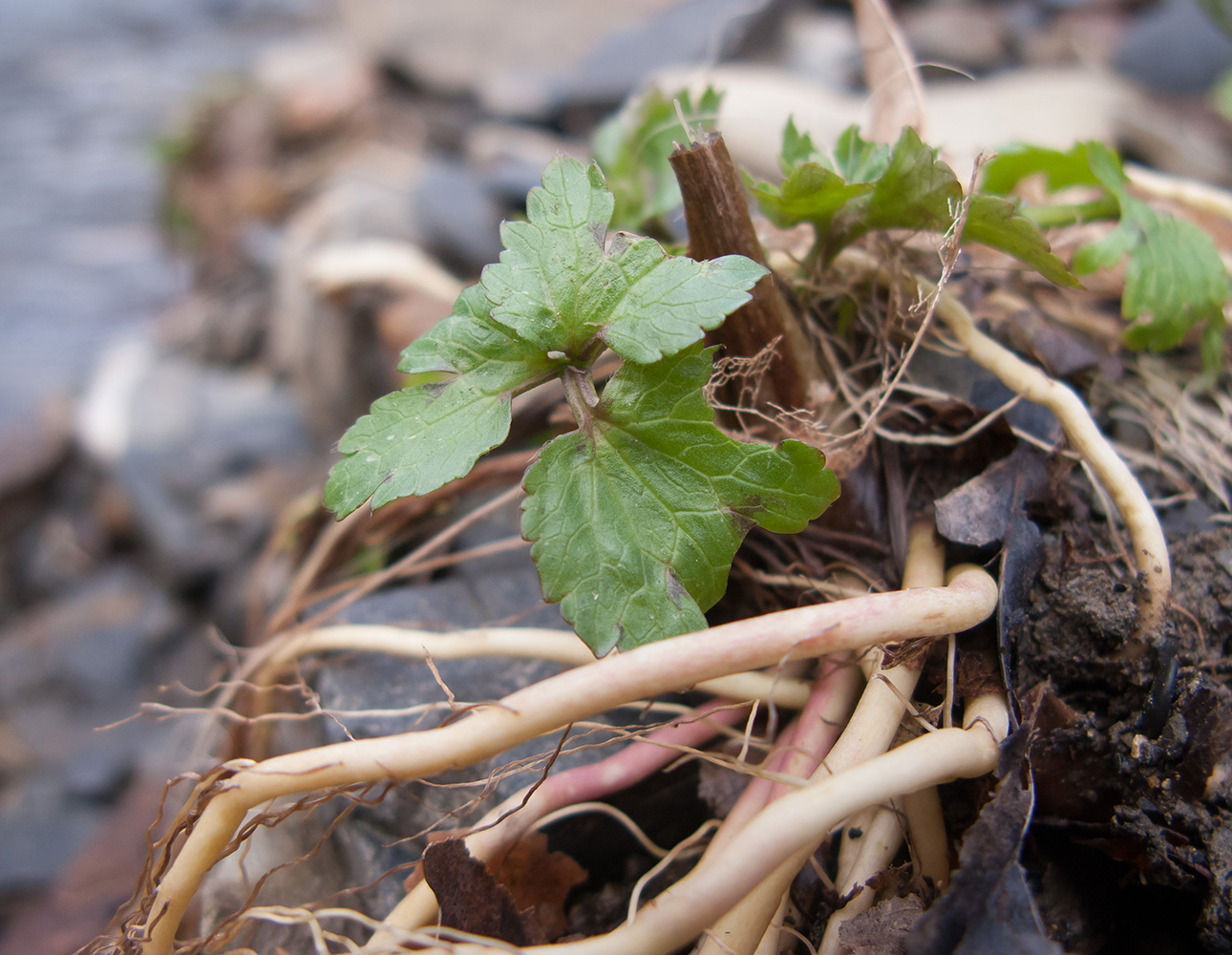 Image of genus Ranunculus specimen.