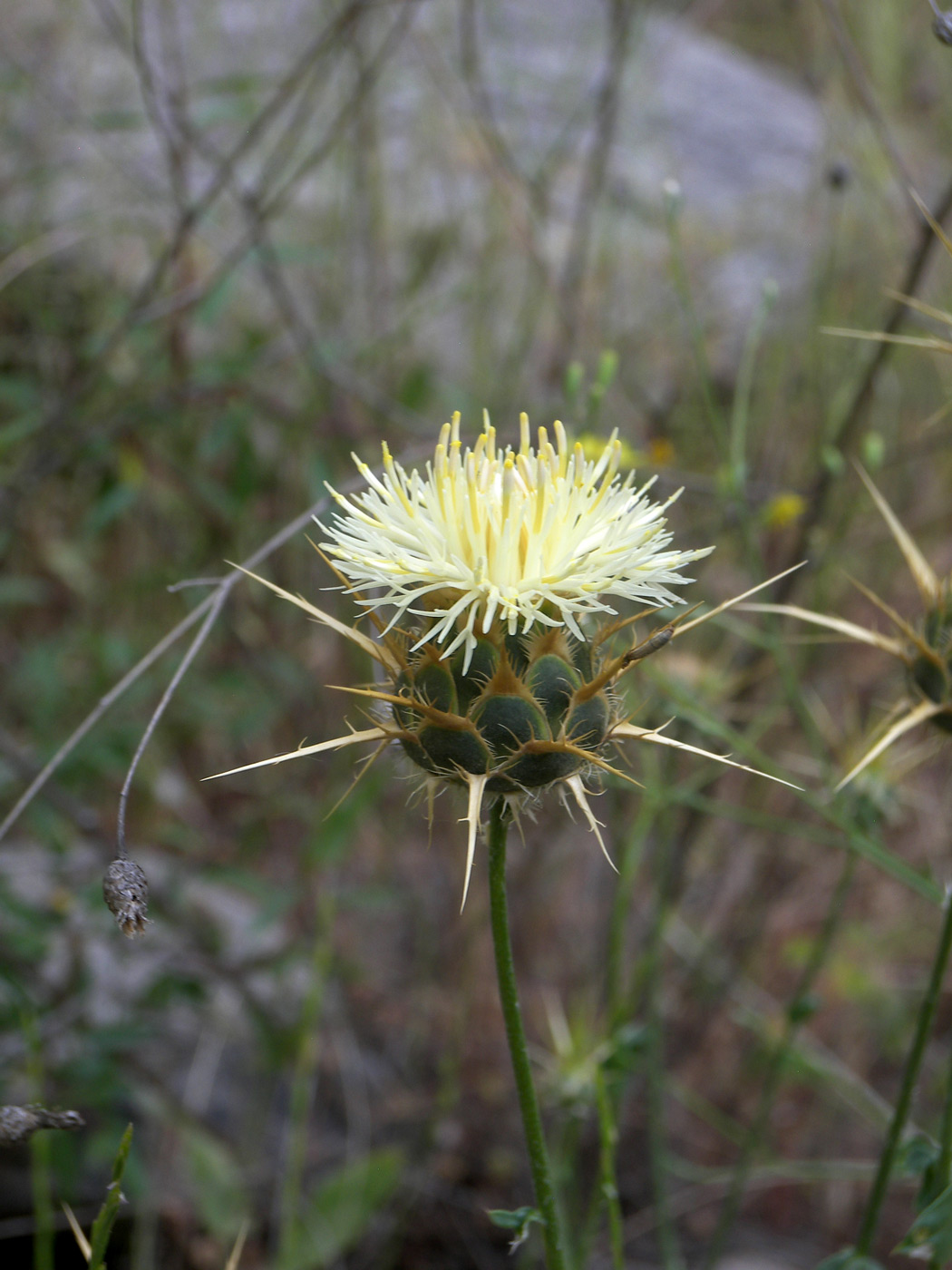 Изображение особи Centaurea sosnovskyi.