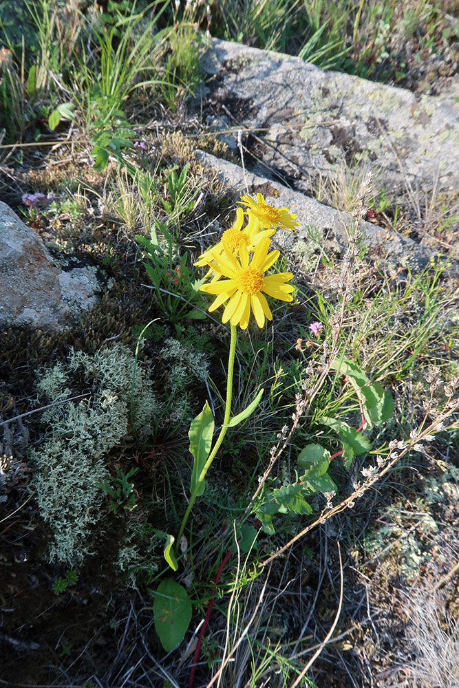 Image of Tephroseris integrifolia specimen.