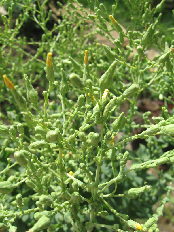 Image of Lactuca sativa specimen.