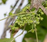 Casimiroa edulis