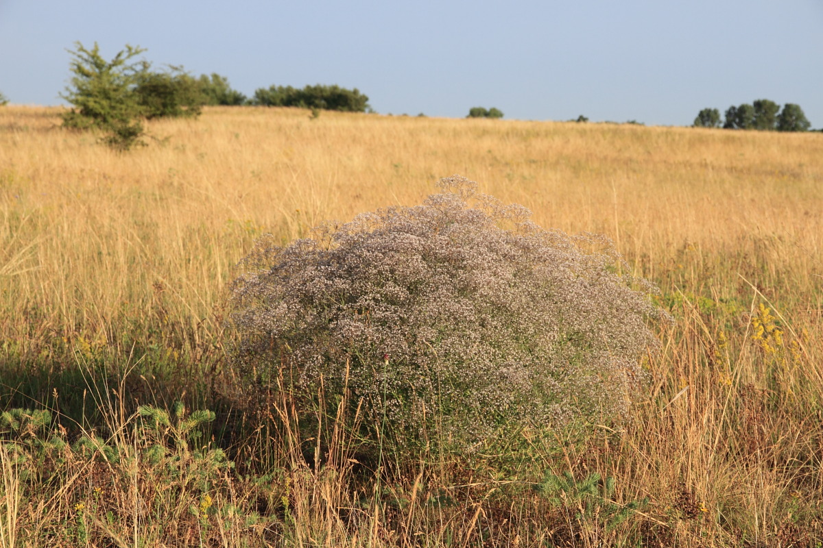 Изображение особи Gypsophila paniculata.