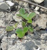 Psoralea subspecies pontica