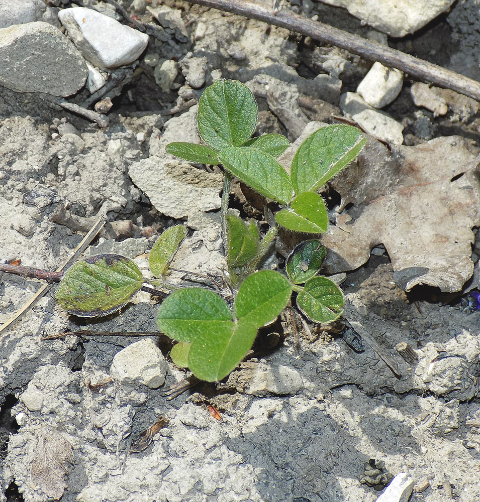 Image of Psoralea bituminosa ssp. pontica specimen.