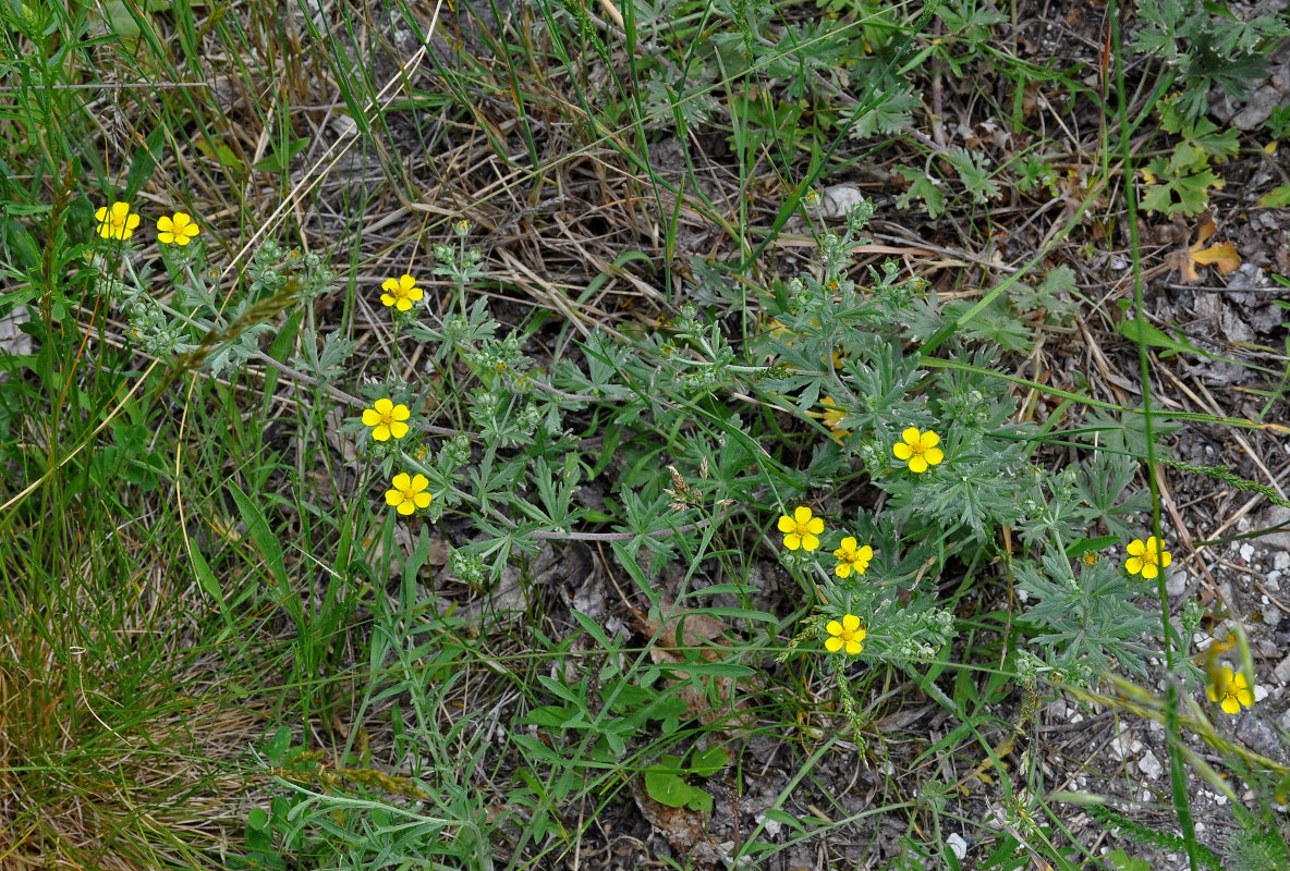 Изображение особи Potentilla argentea.