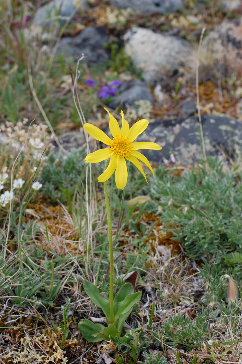 Image of Arnica frigida specimen.