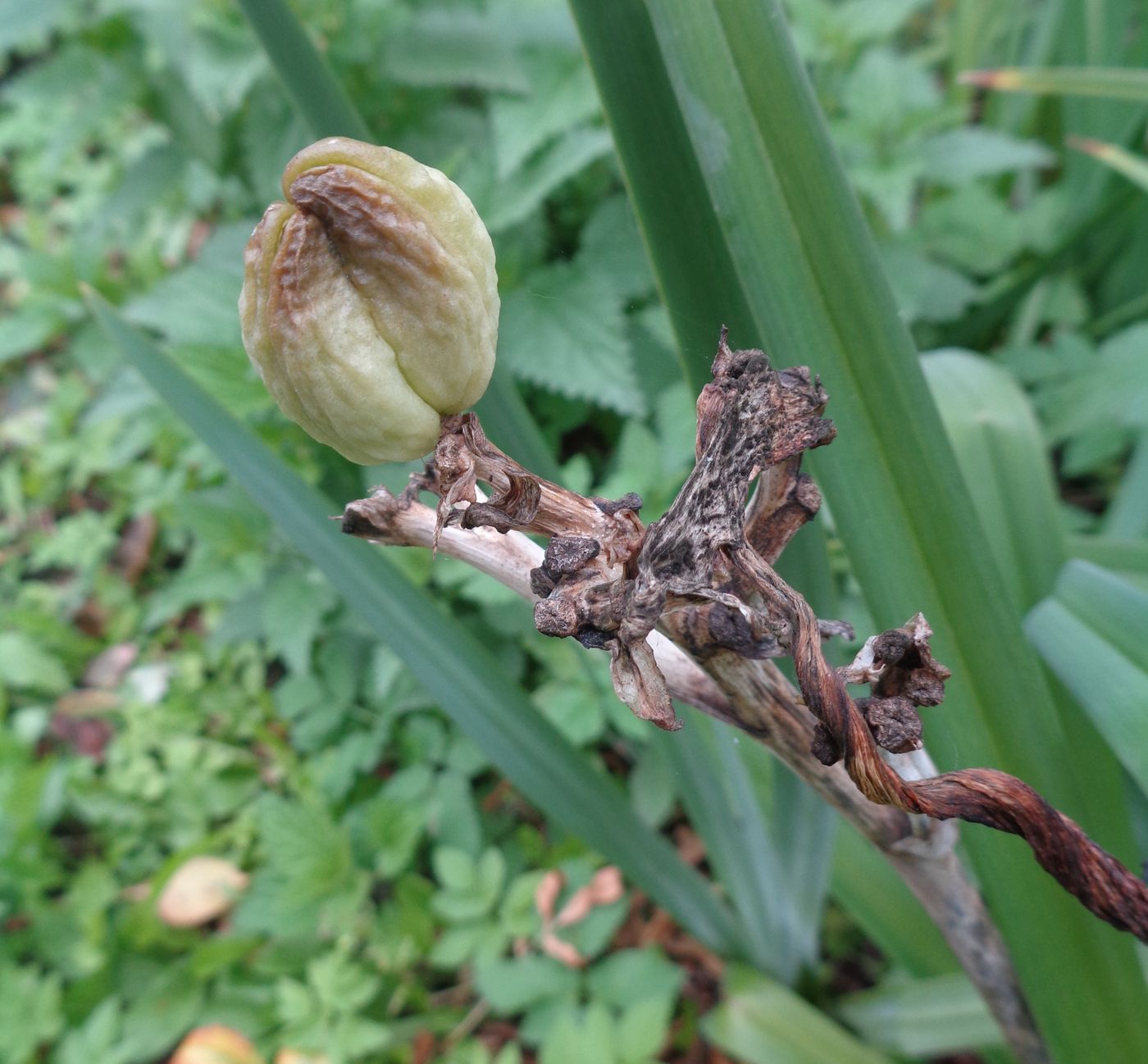 Image of Hemerocallis &times; hybrida specimen.