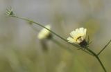 Tolpis umbellata