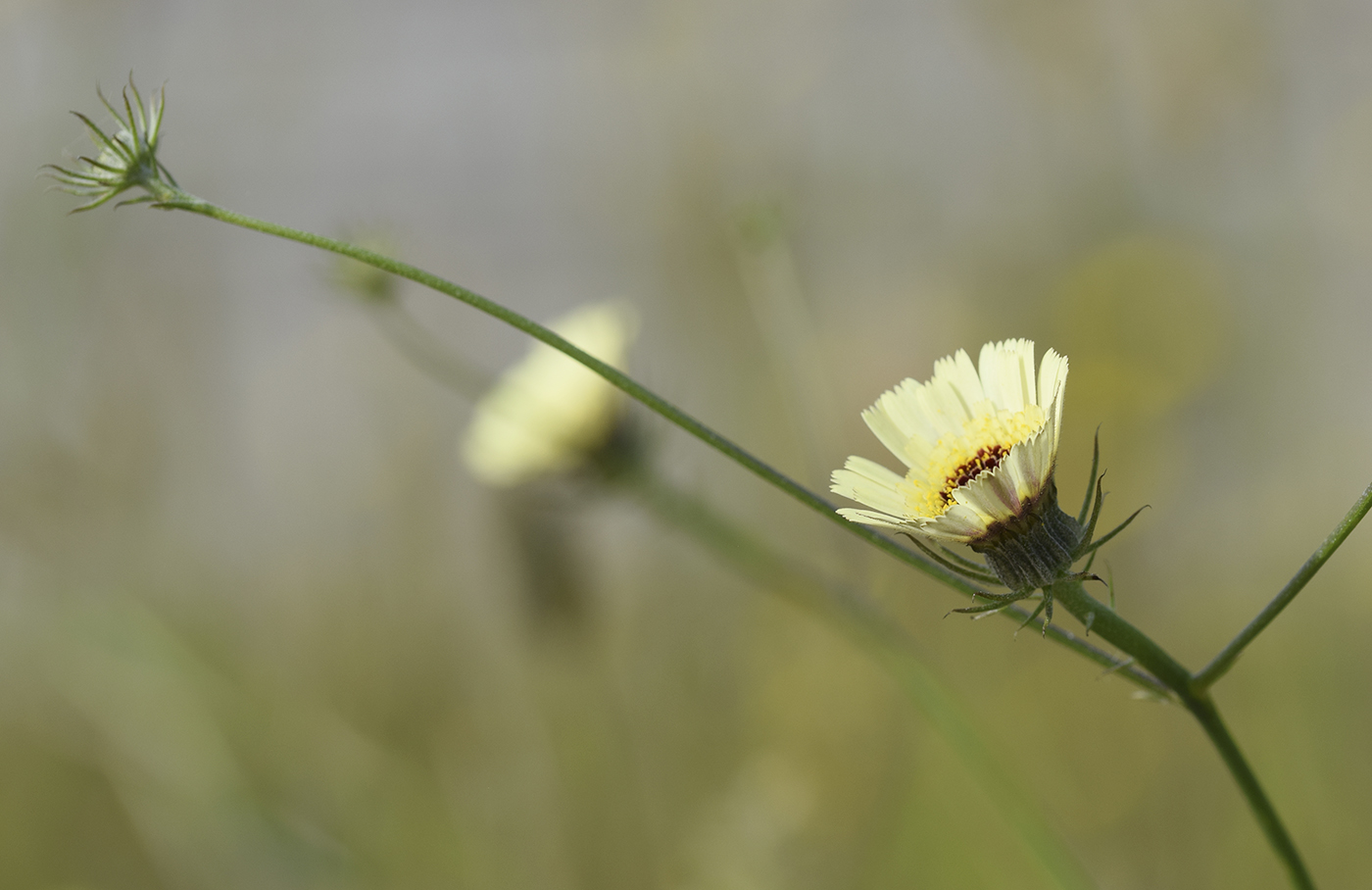 Изображение особи Tolpis umbellata.