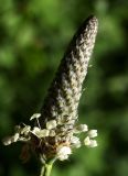 Plantago lanceolata