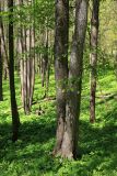 Ulmus laevis