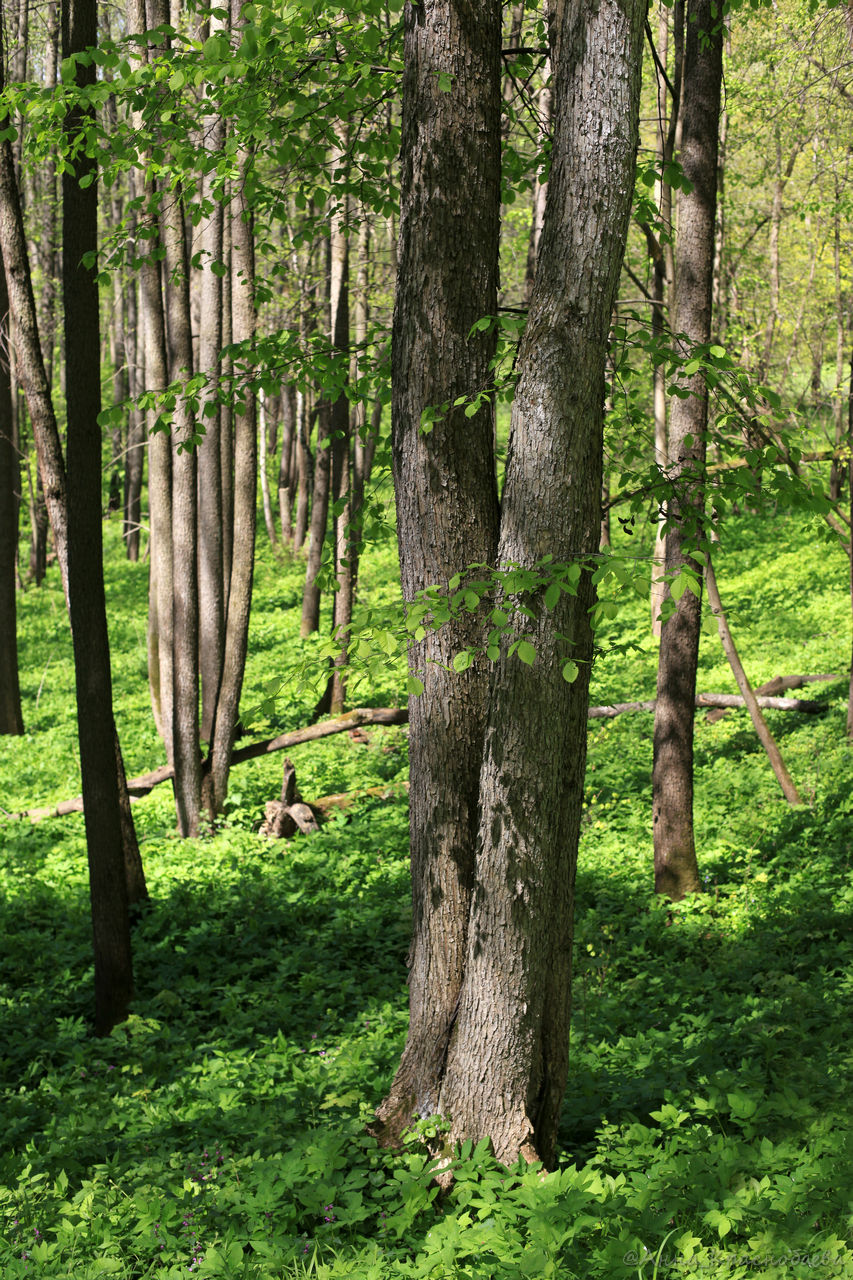 Изображение особи Ulmus laevis.