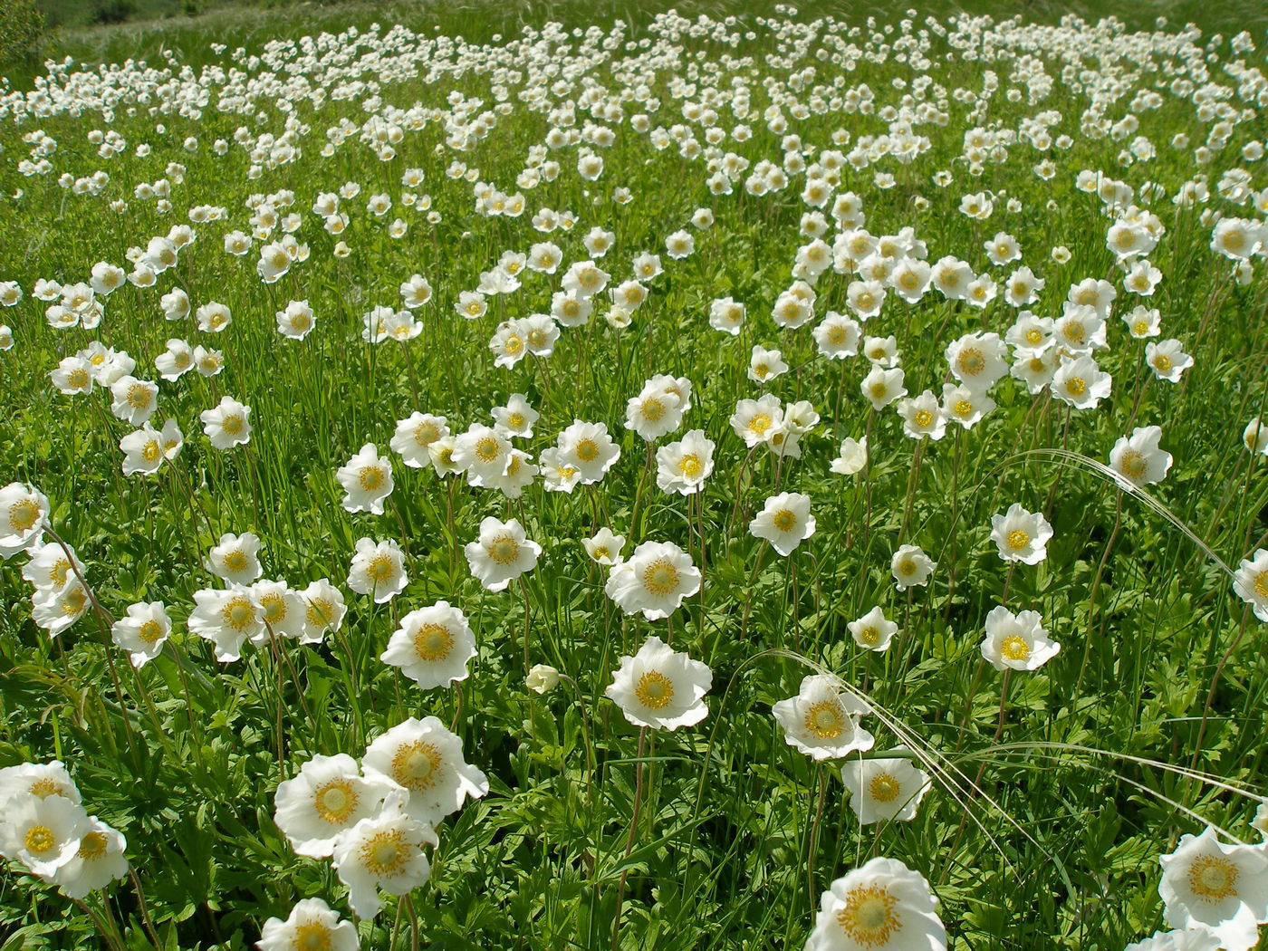 Изображение особи Anemone sylvestris.