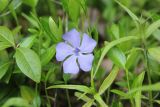 Vinca minor