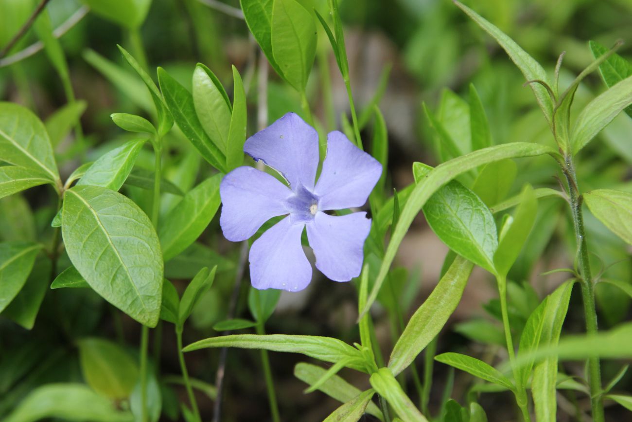 Image of Vinca minor specimen.