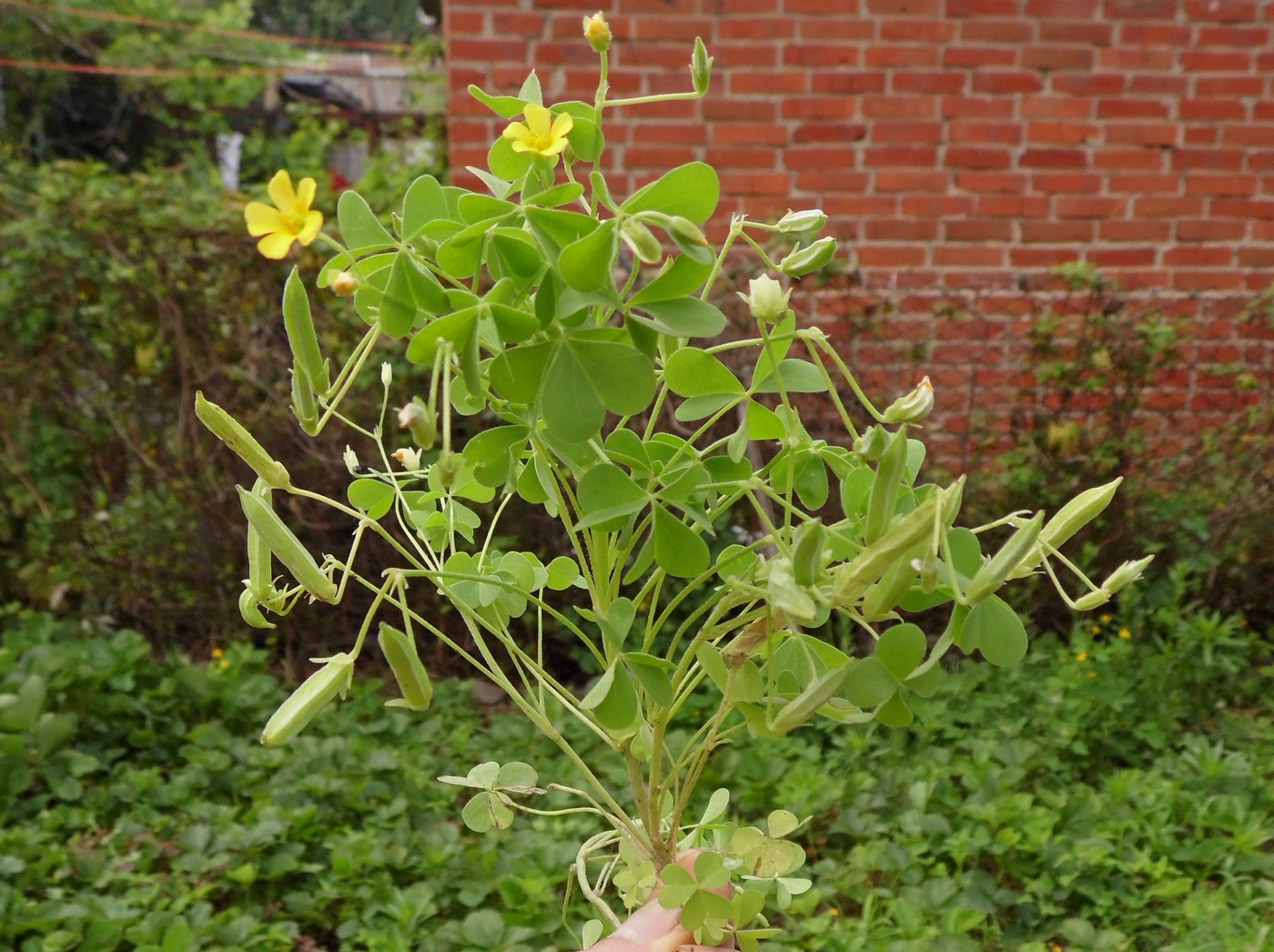 Image of Oxalis dillenii specimen.