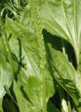 Plantago major. Основание соцветия. Украина, г. Запорожье, балка между Космическим мкрн. и Опытной станцией, злаково-разнотравный участок в низине. 27.06.2020.