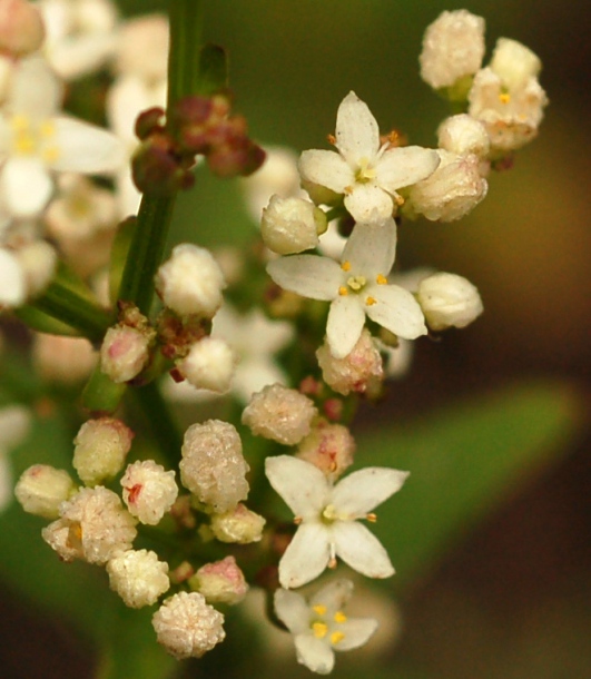Изображение особи Galium amurense.